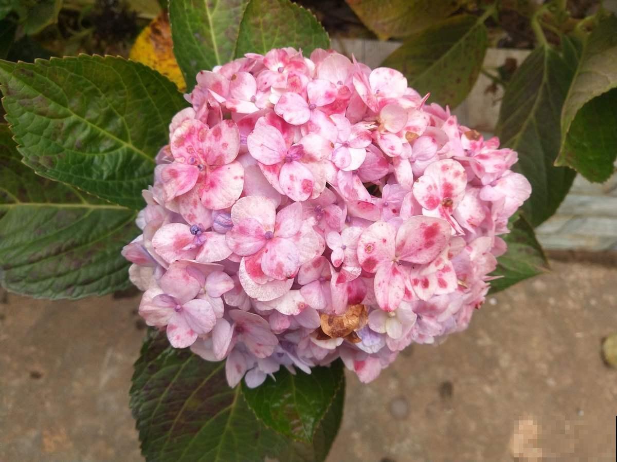 12月养绣球，要做4个核心工作，来年开花比脸还大