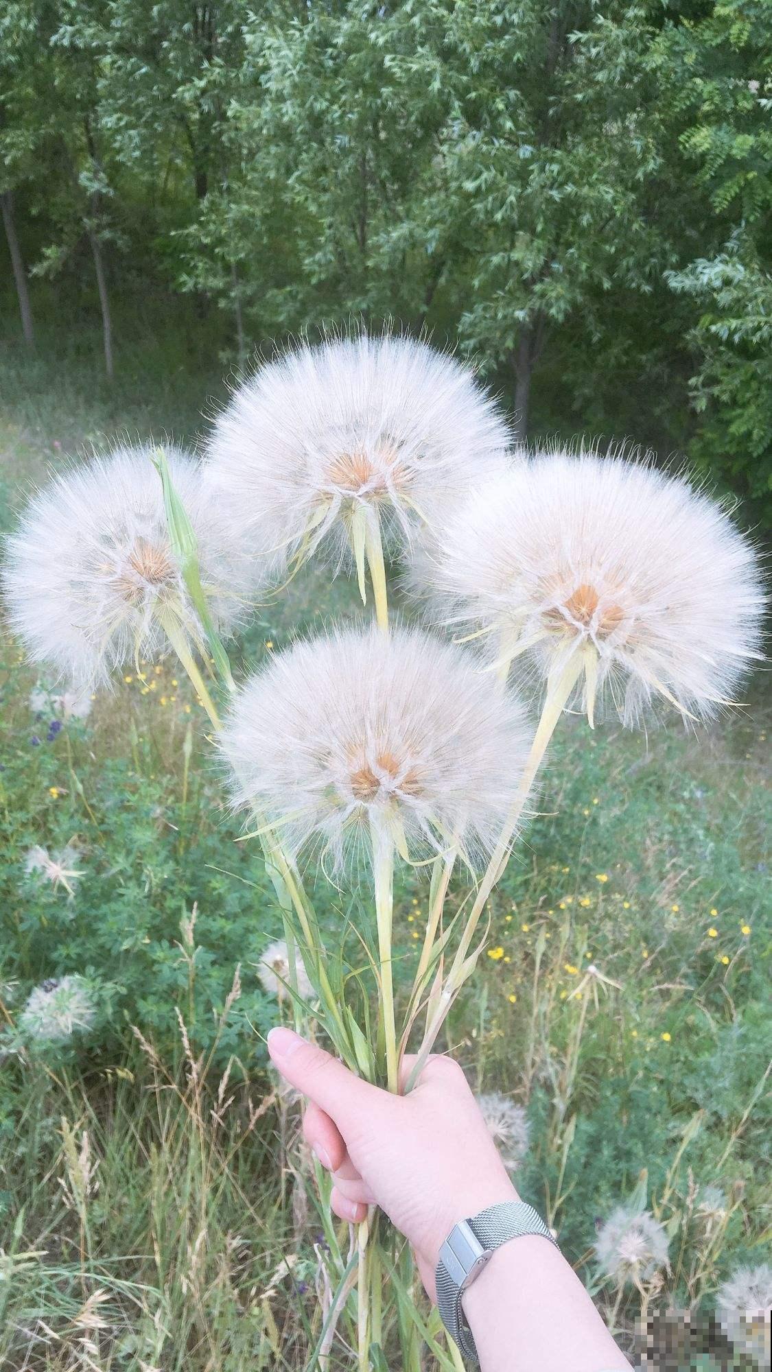 4种花农村很常见,如今城里十几块钱一把,贵得离谱 4种花农村很常见,如今城里十几块钱一把,贵得离谱