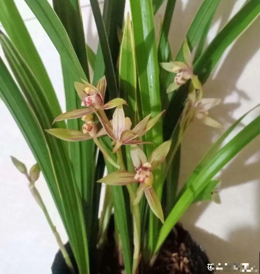 秋天在家养盆“香香花”，满屋子香味，还特耐寒