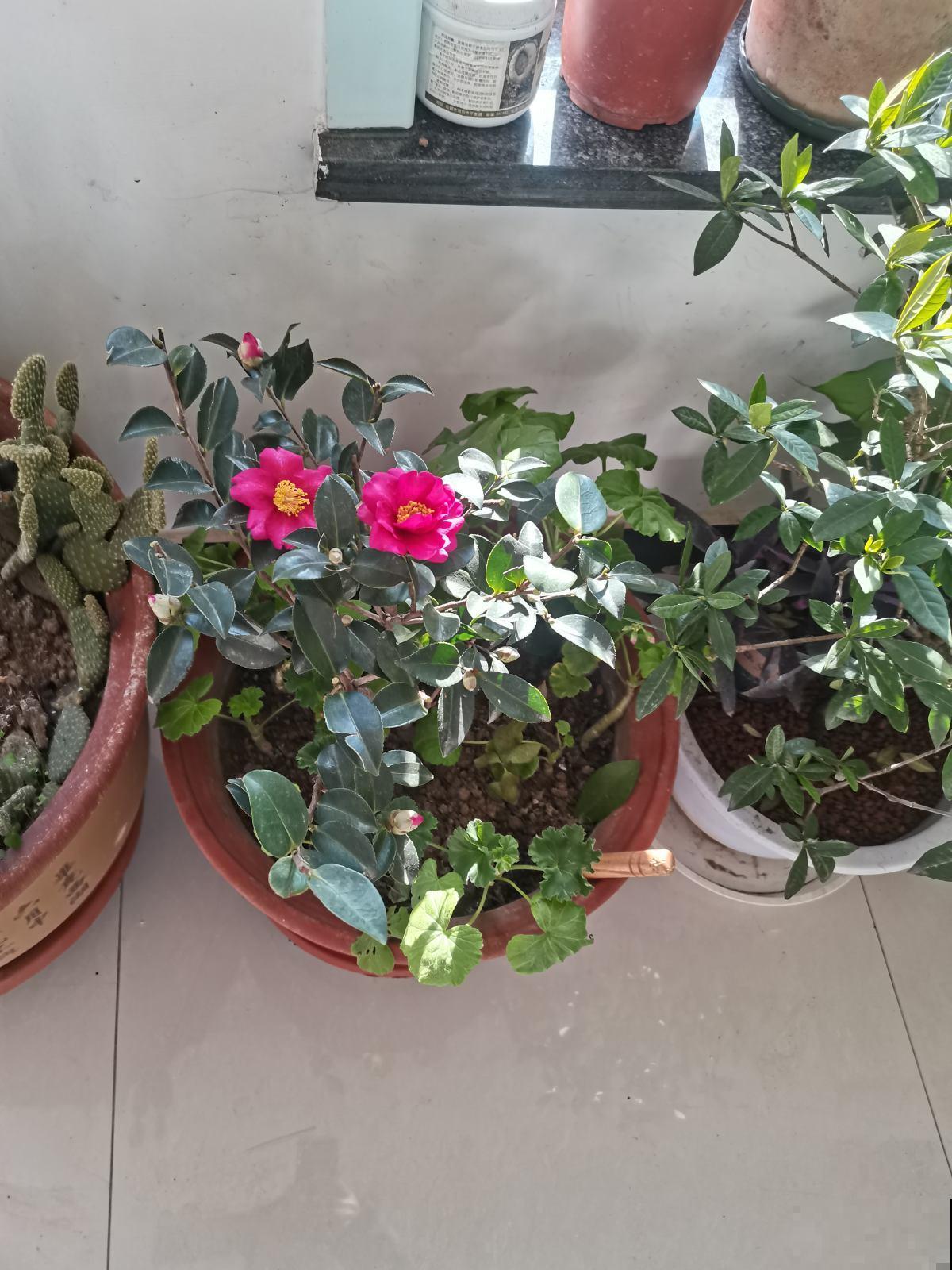 喜欢花香的朋友,一定不要错过茶花,现在买过年就能开 喜欢花香的朋友,一定不要错过茶花,现在买过年就能开