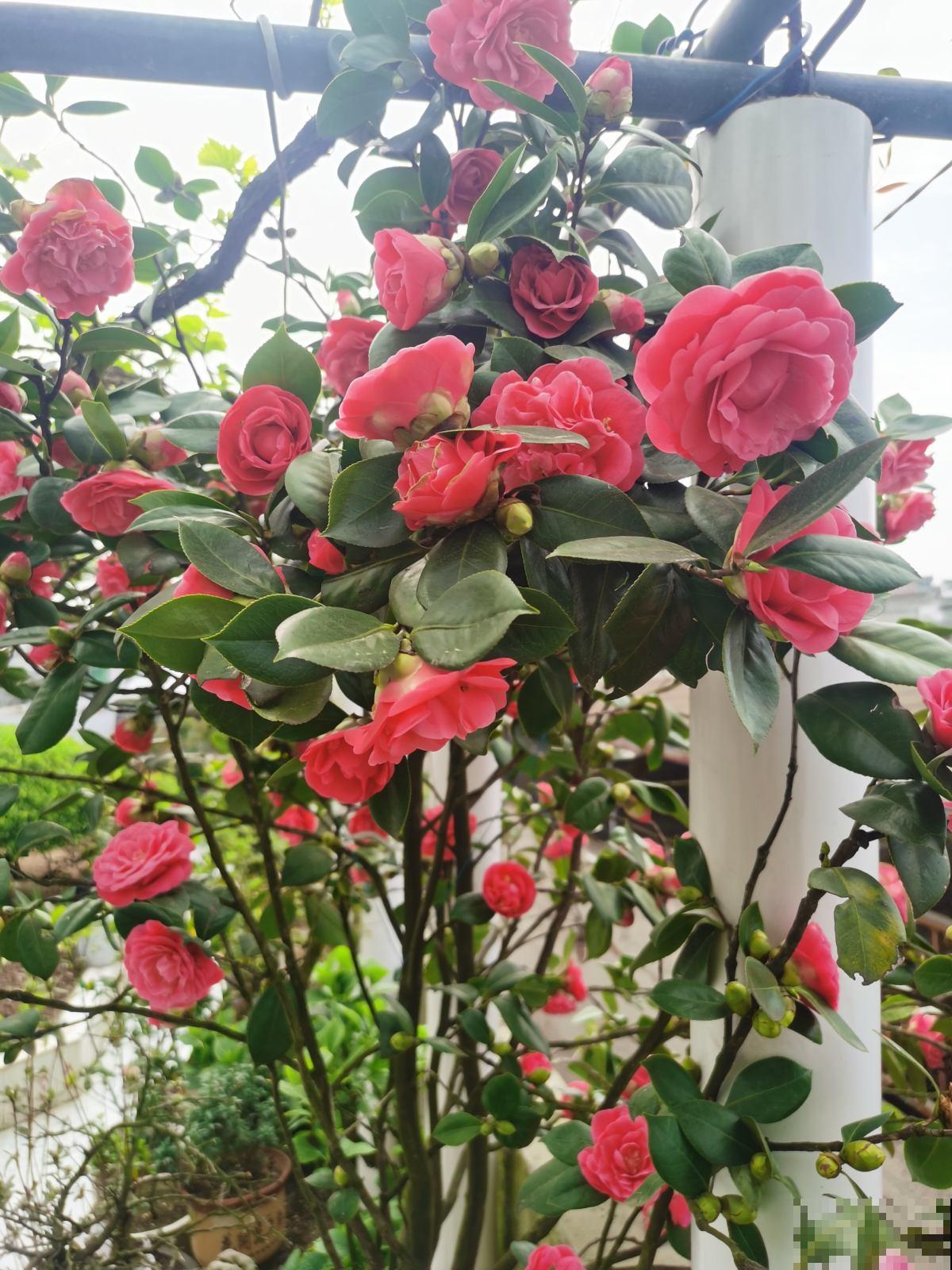 8种花，也太难养了，养好的都是大神