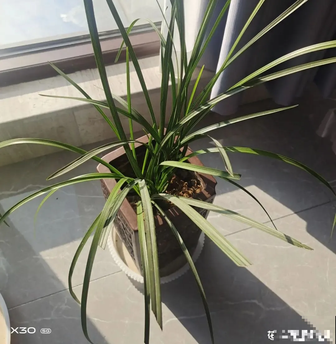 冬天养花注重养根,6个养根方法,学会很重要 冬天养花注重养根,6个养根方法,学会很重要