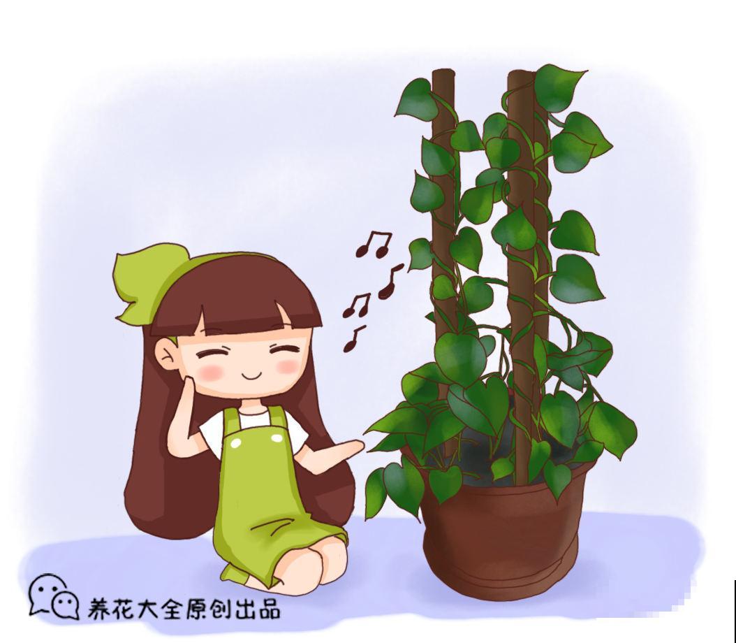 养花交过的智商税，8年资深花农告知你，这5点坑了你不少钱