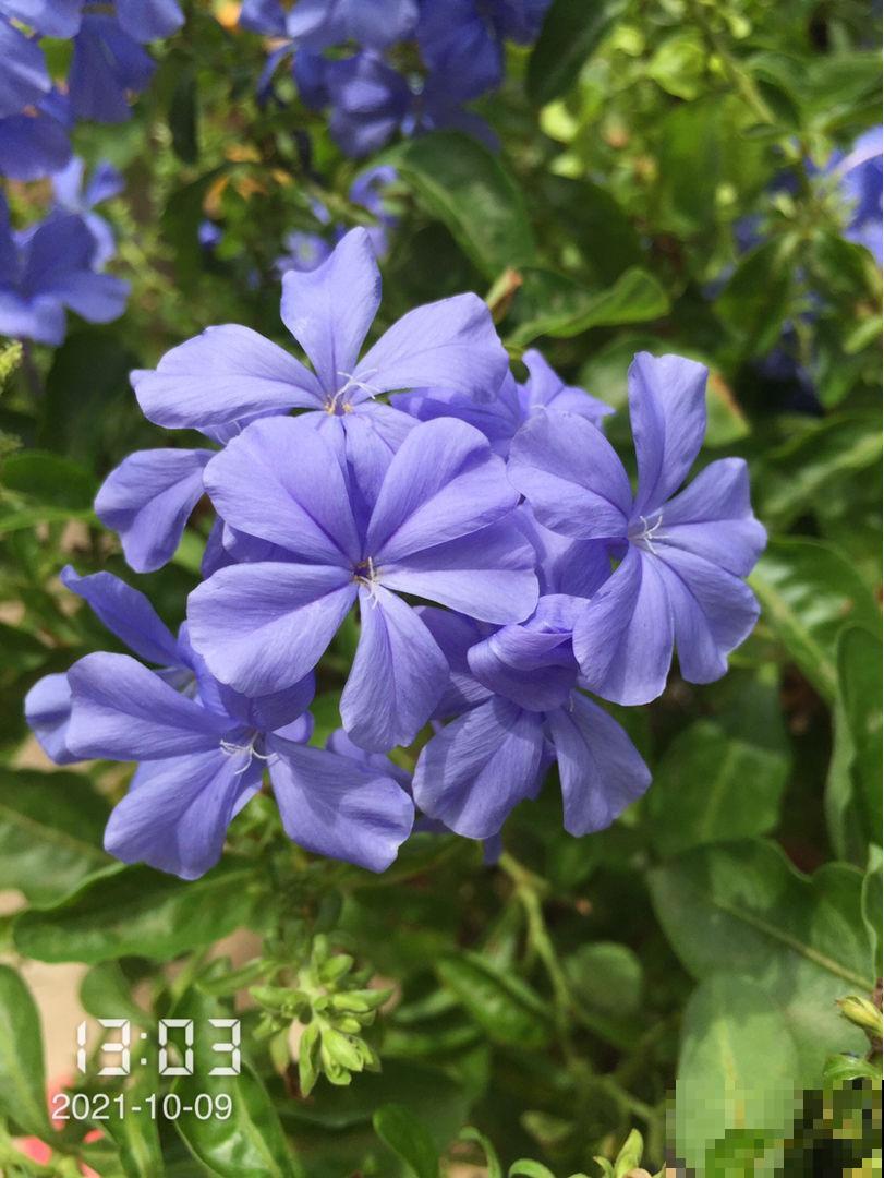 常见的“便宜花”，几块钱买回家，还能养成“棒棒糖”