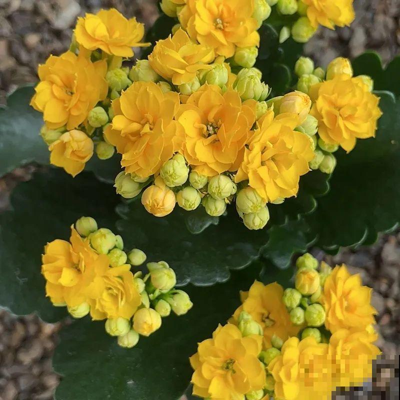 冬天常见的“吉利花”，耐旱皮实花量大，大半年都在开花