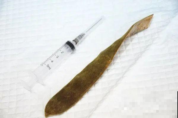 路上看见银杏果,不要捡,小心有毒! 路上看见银杏果,不要捡,小心有毒!