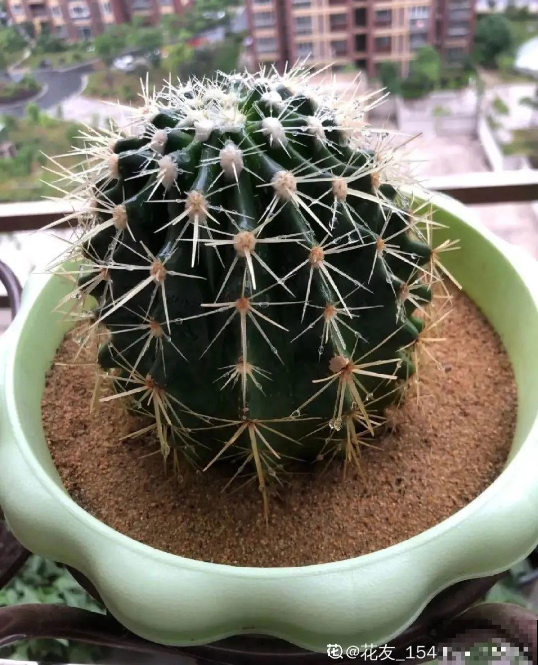 15种花，冬季浇水要注意，浇错了容易冻伤