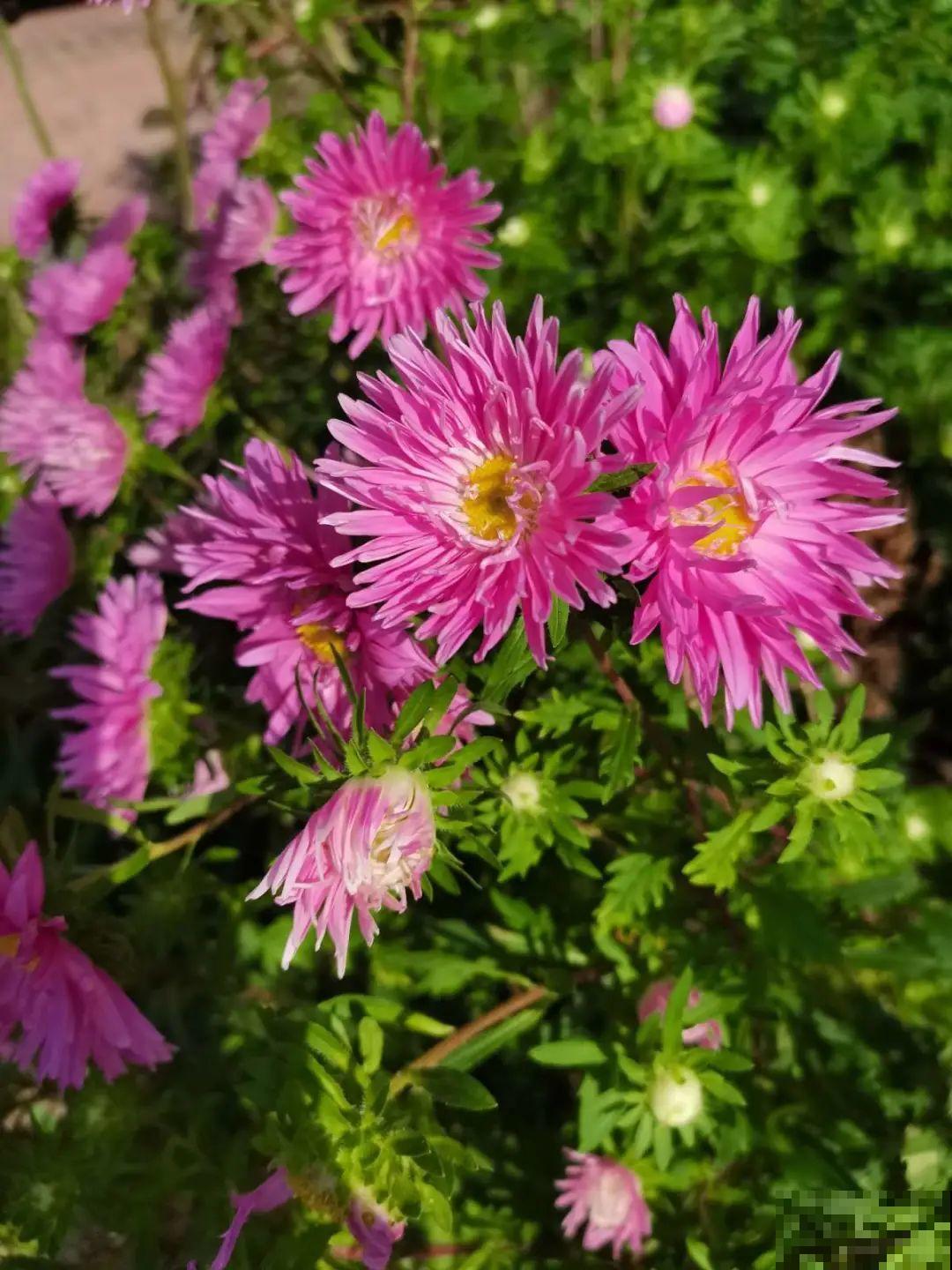 5种小清新菊花，花期长，花量大，秋天值得入手！