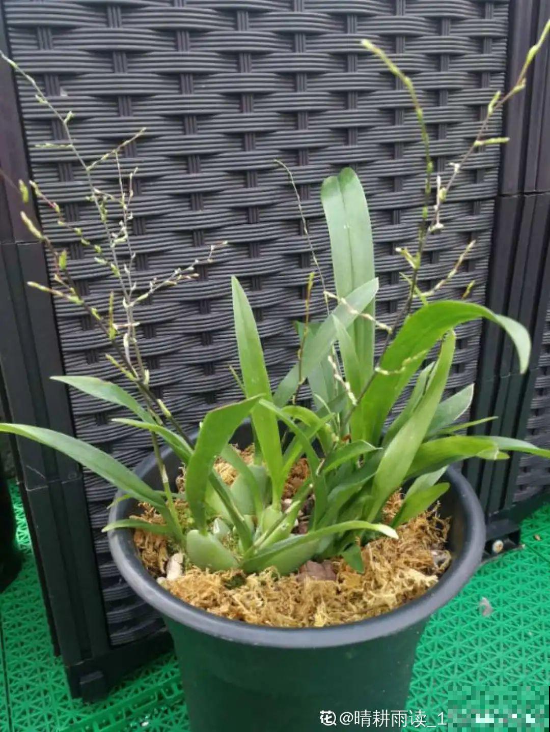 秋天在家养盆“香香花”，满屋子香味，还特耐寒