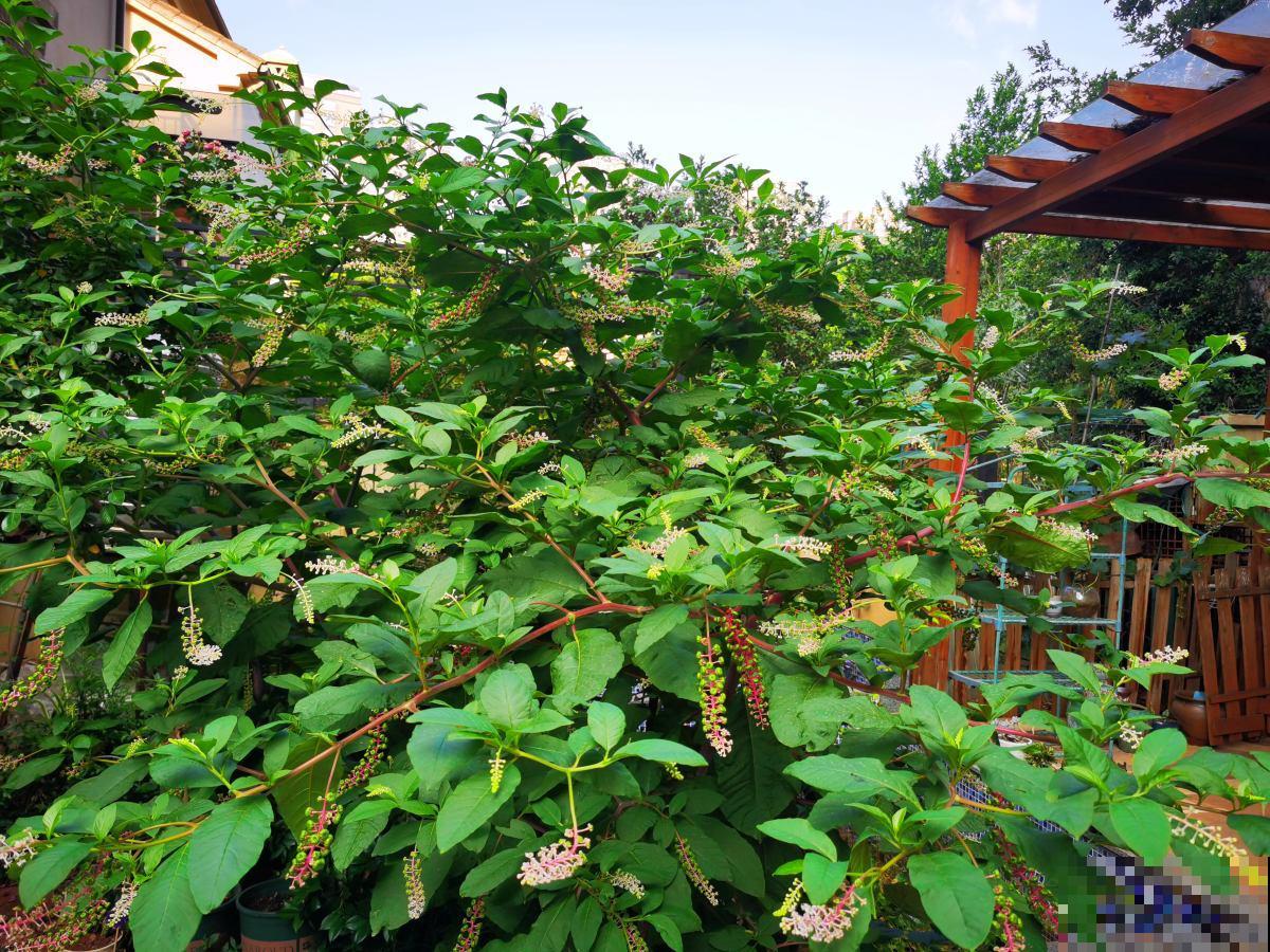 老话说“房前不栽树，屋后不种花”，究竟是科学，还是迷信？