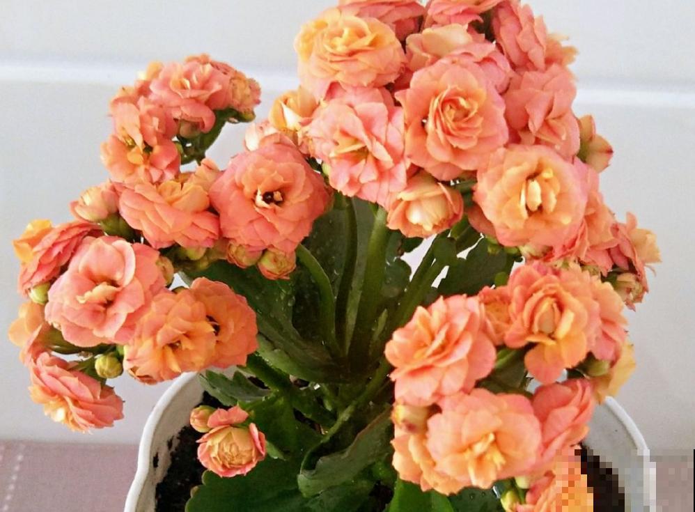 适合养在东阳台的6种花,光照不好也能开花,小阳台变花海 适合养在东阳台的6种花,光照不好也能开花,小阳台变花海