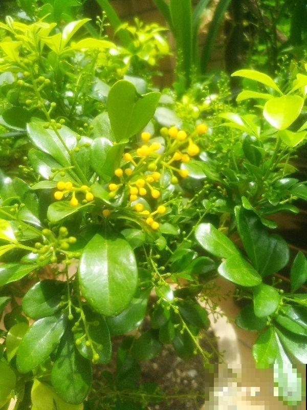 想要养好米兰,3个要点得学会,才能一茬一茬开花不停 想要养好米兰,3个要点得学会,才能一茬一茬开花不停