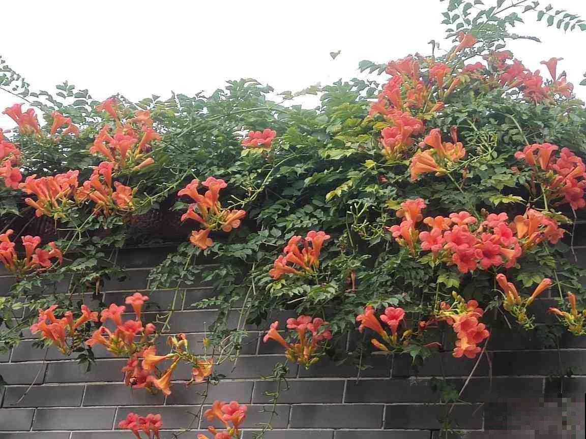 能“上房揭瓦”的凌霄花，种在篱笆上后悔了，邻居都要来投诉