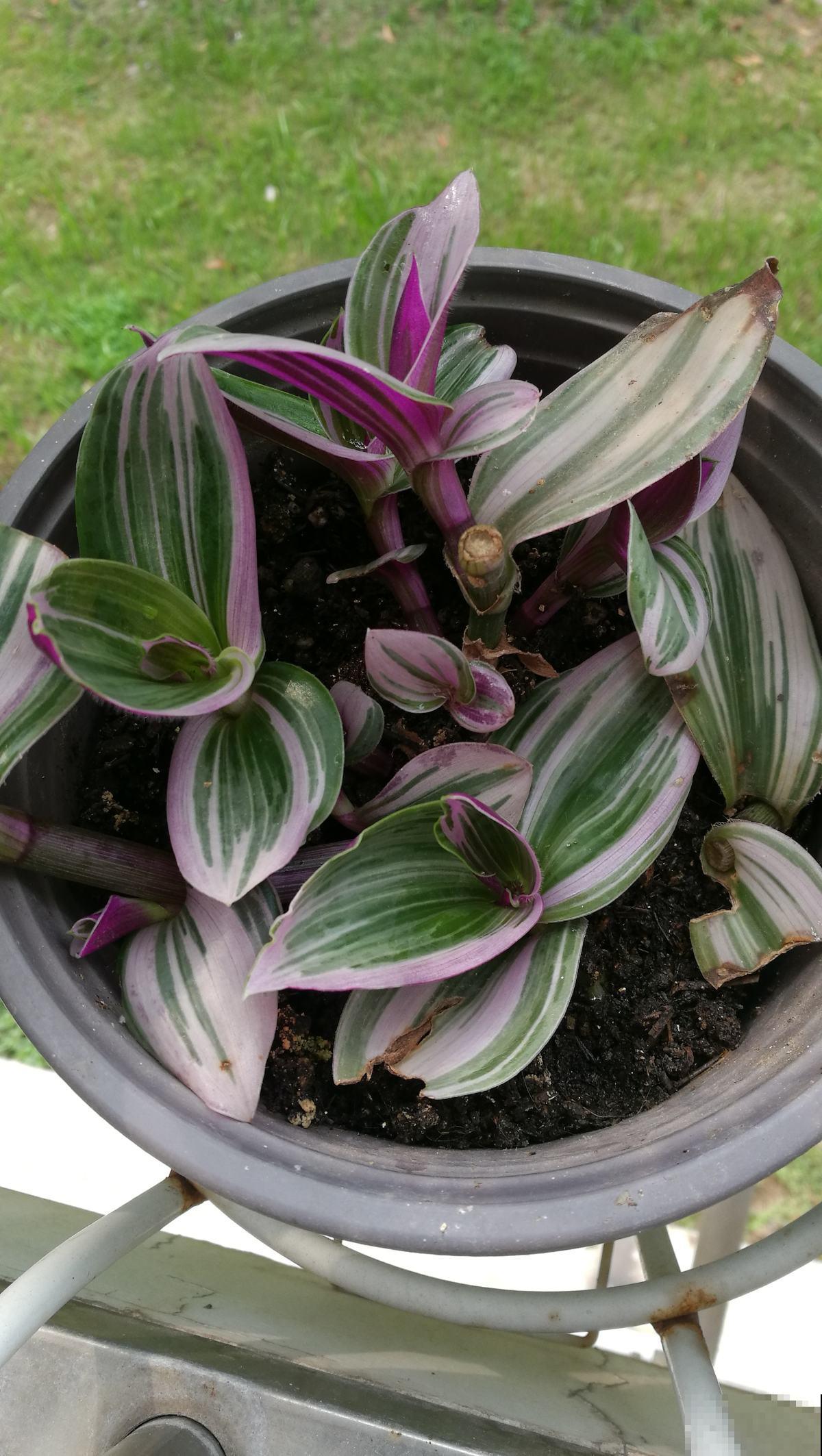 绿植中的“颜值担当”，叶子比花还要美，家里没光也长得旺