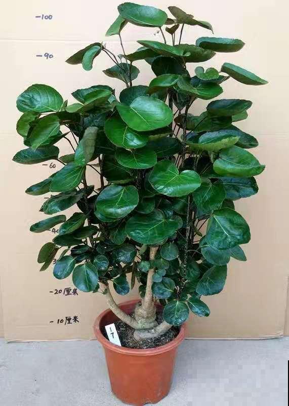 10种“财神花”养家里,吉祥寓意好兆头,越养越喜欢 10种“财神花”养家里,吉祥寓意好兆头,越养越喜欢