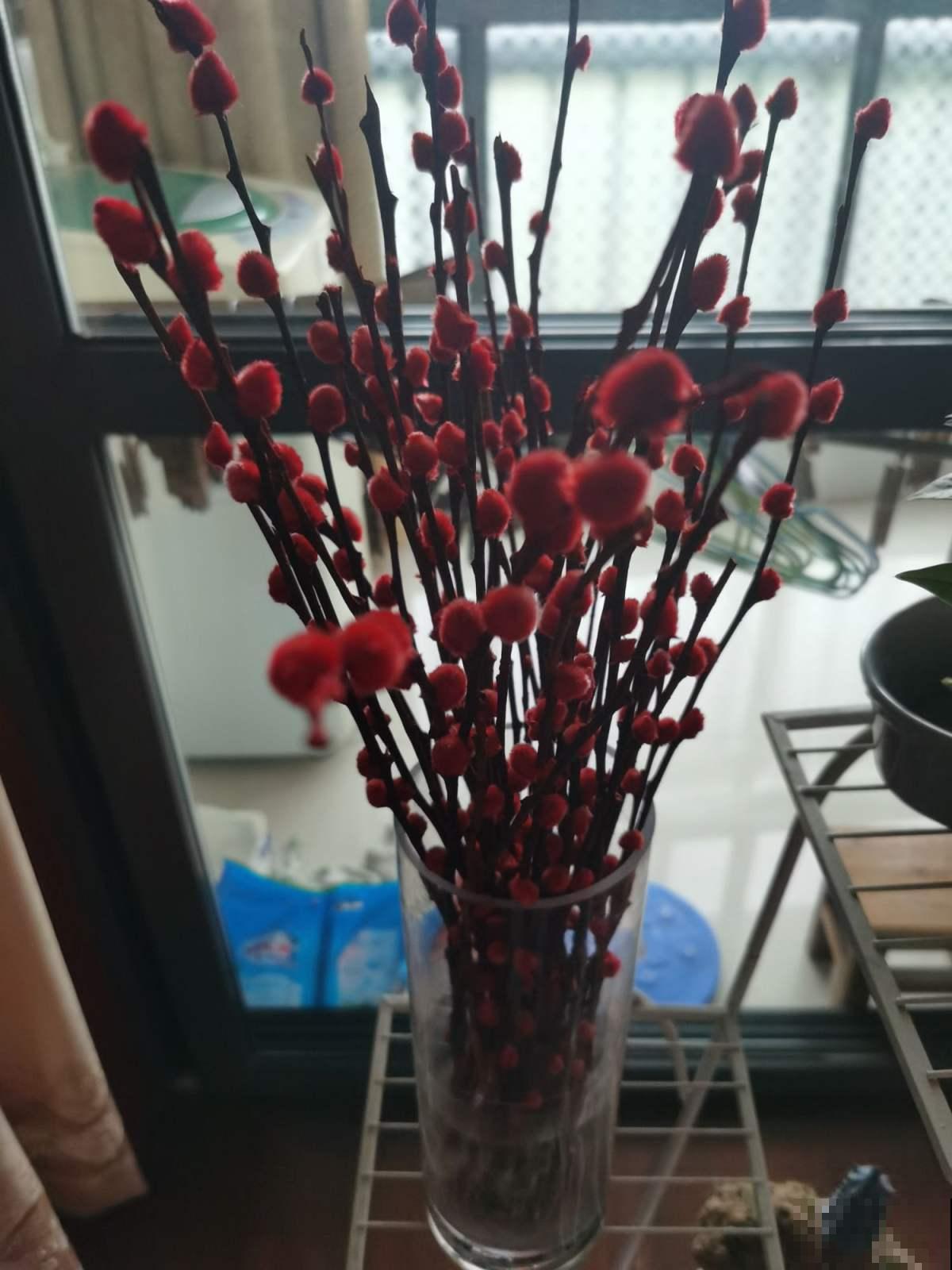 “银柳家里放，啥啥都兴旺”，一把枝条插瓶里，养好几年没问题