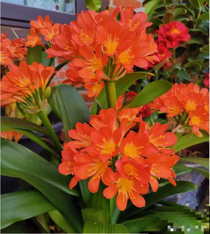 66万一盆的花,真是够贵的,打工几十年也攒不出一盆 66万一盆的花,真是够贵的,打工几十年也攒不出一盆