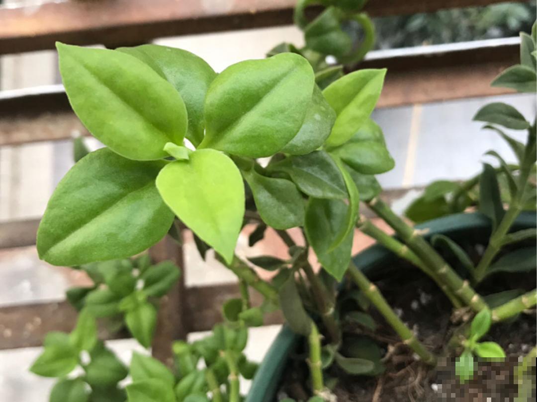 现在扦插8种花，生根快长得旺，冬春季节就开花