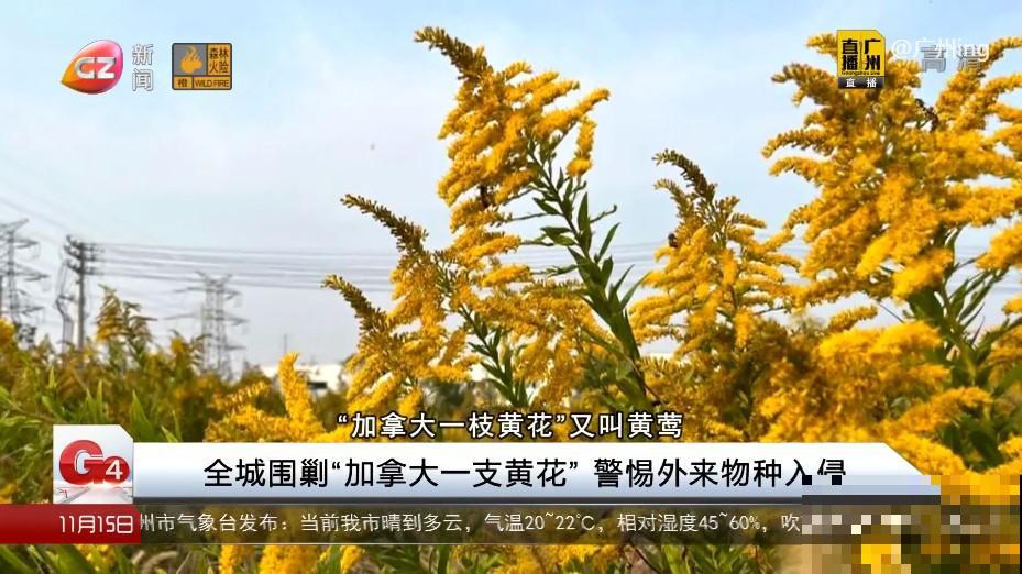 河南等地遭“恶魔之花”入侵，看到之后赶紧报告，不然会有大麻烦