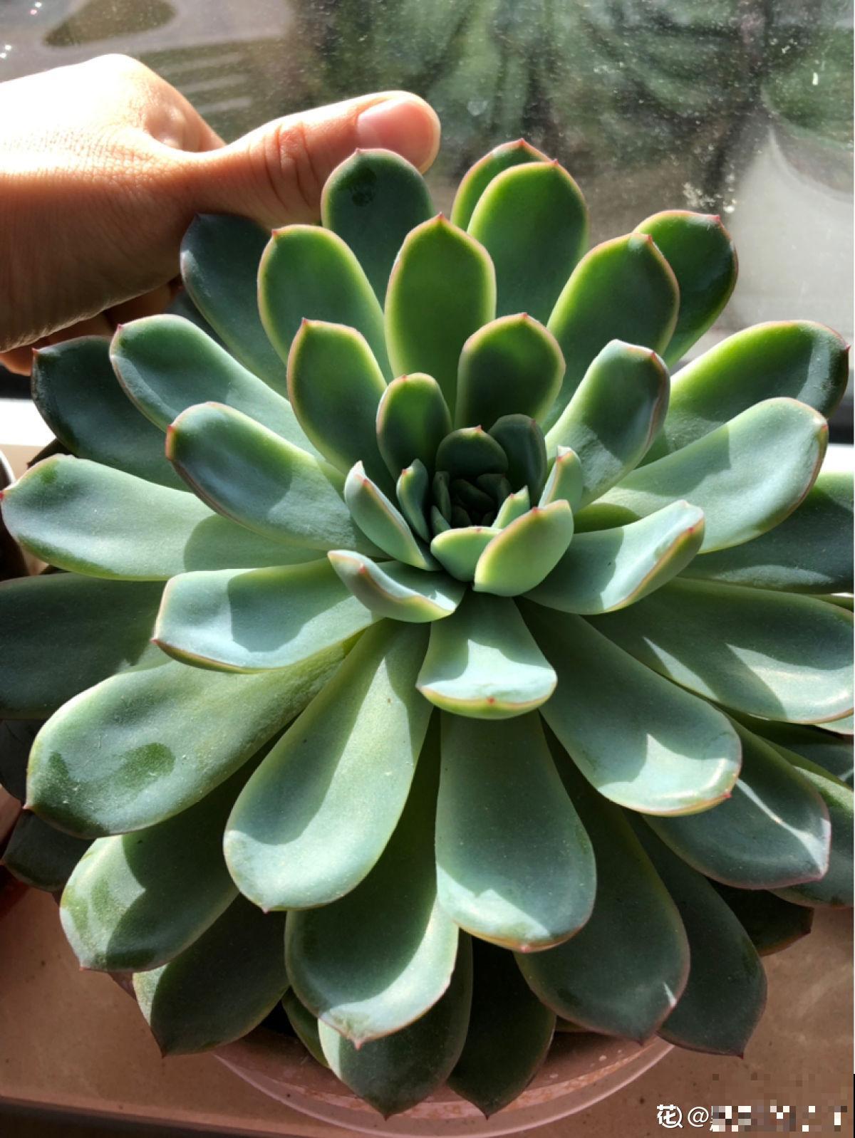 19种多肉，花市买来像白捡，离流行趋势更近了