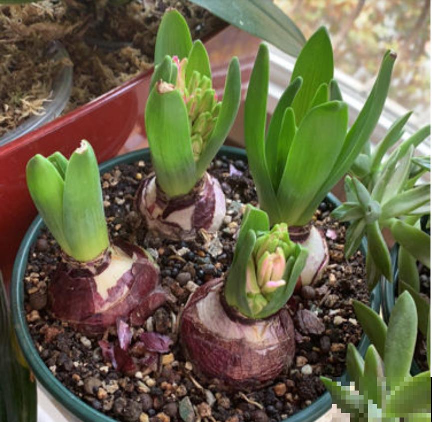 1种花就是“活香水”，一个“洋葱头”放水里，开花满屋飘香