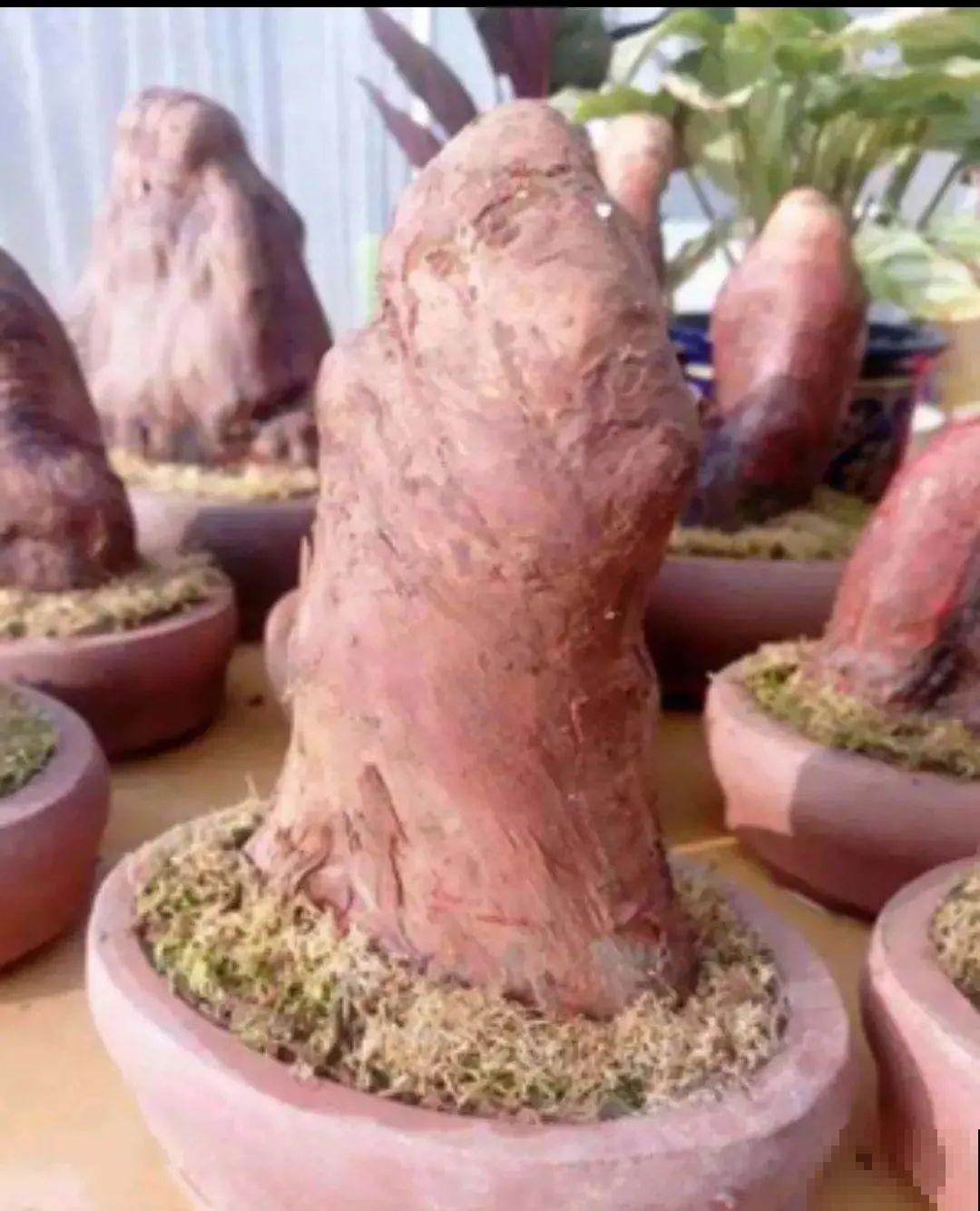 腊月买花要睁大眼,这8种花别要,养不活还浪费钱 腊月买花要睁大眼,这8种花别要,养不活还浪费钱