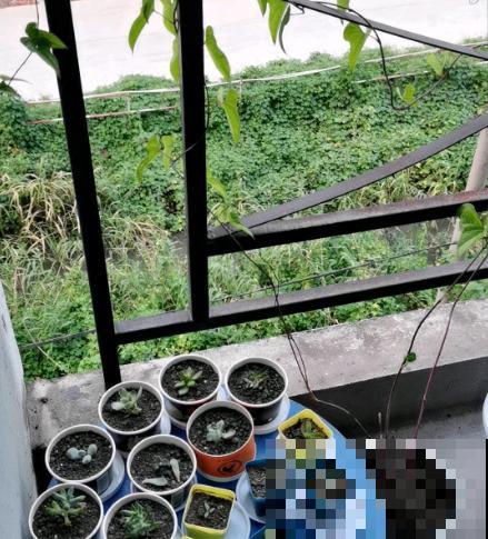 高空抛物真可怕，高楼花盆别乱放，不要因为养花而闯祸