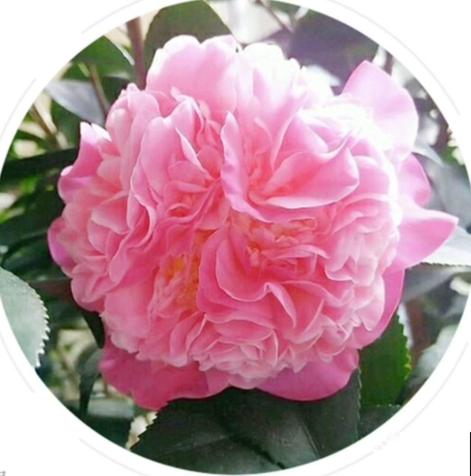 冬日贵气喜庆的茶花,品种真是不少,你知道几个 冬日贵气喜庆的茶花,品种真是不少,你知道几个