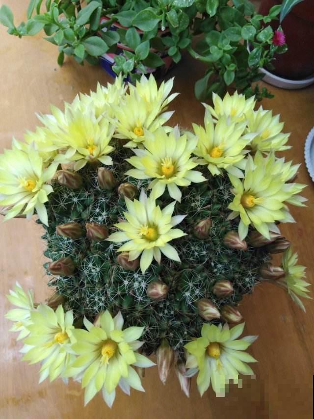 懒人也能养好的仙人球,开的花比长寿花还多,美观好看 懒人也能养好的仙人球,开的花比长寿花还多,美观好看