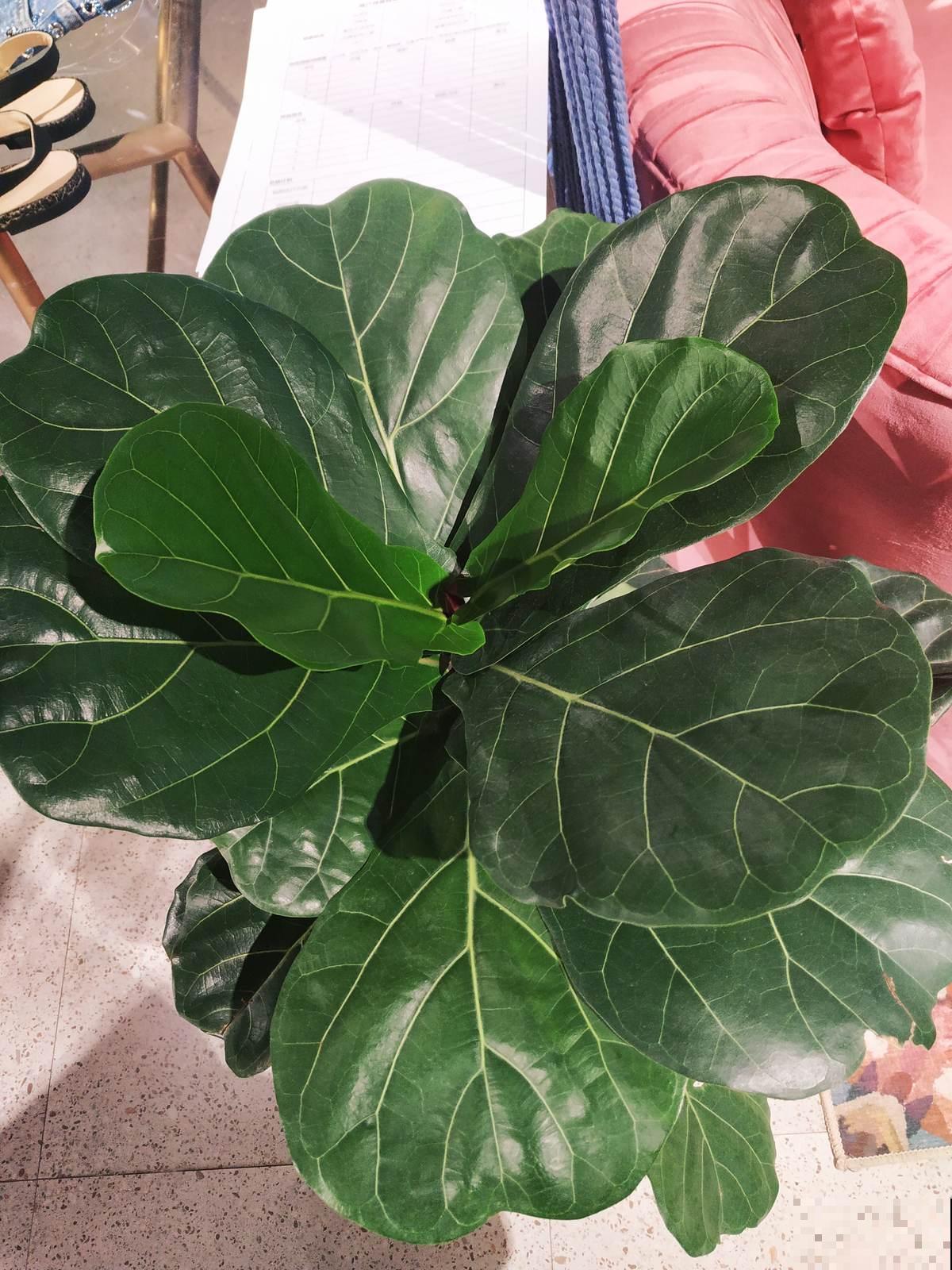 30种观叶植物,能观赏也净化空气,总有一种你养过 30种观叶植物,能观赏也净化空气,总有一种你养过