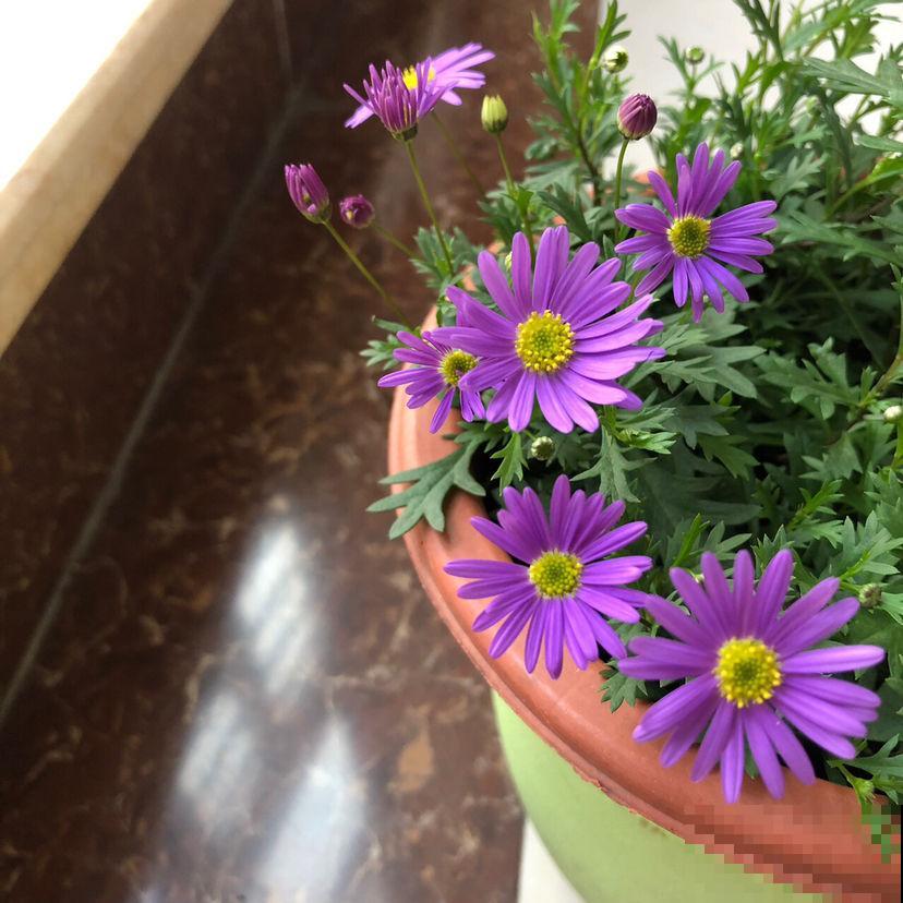 1种花是“开花机器”,全年都在开花,爆盆很容易 1种花是“开花机器”,全年都在开花,爆盆很容易