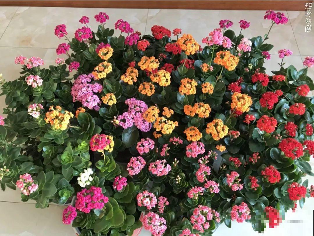 买茶花也要注意“坑”，注意5要点，叶子挺立有精神