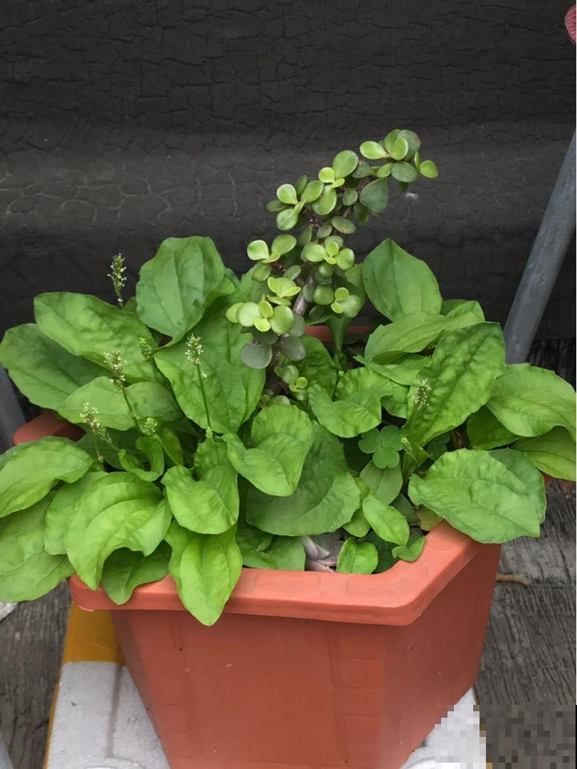 不起眼的野草还有大用处,现在排队上山挖,个个是宝贝 不起眼的野草还有大用处,现在排队上山挖,个个是宝贝