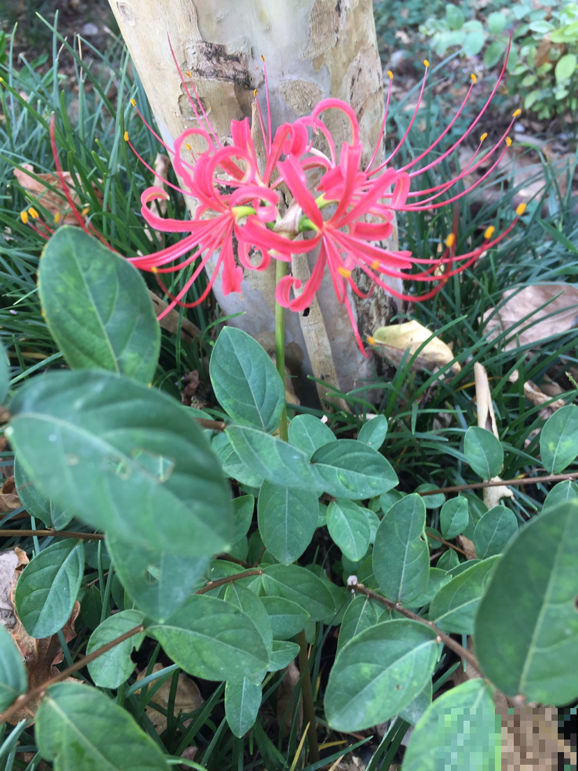 1种花“不吉利”，见过的人都躲着走，事实真的如此吗？