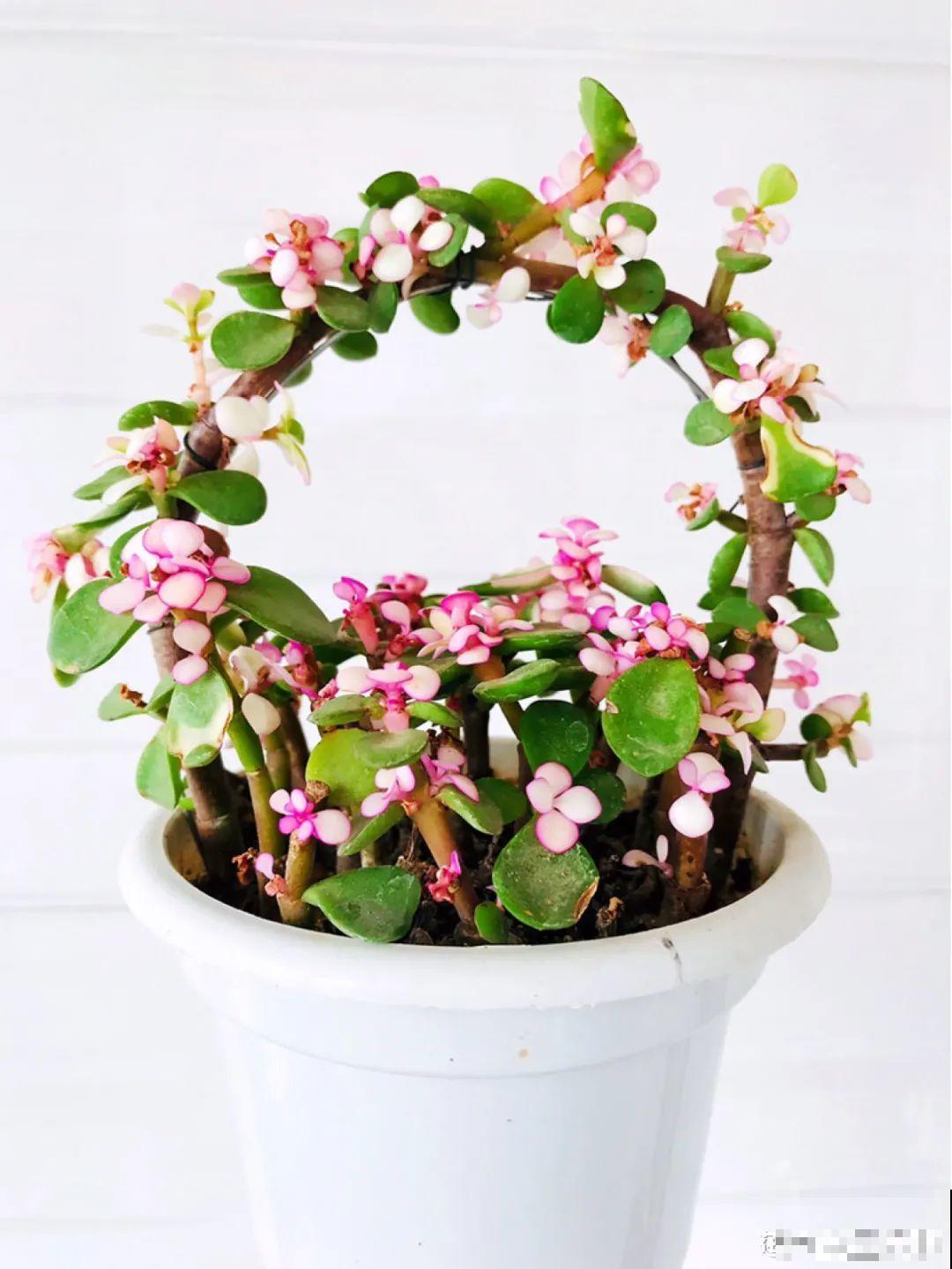 腊月买花要睁大眼,这8种花别要,养不活还浪费钱 腊月买花要睁大眼,这8种花别要,养不活还浪费钱