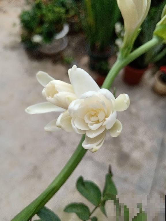 必养的5种“女人花”,女人养一盆风韵十足,还有添福增运好兆头 必养的5种“女人花”,女人养一盆风韵十足,还有添福增运好兆头