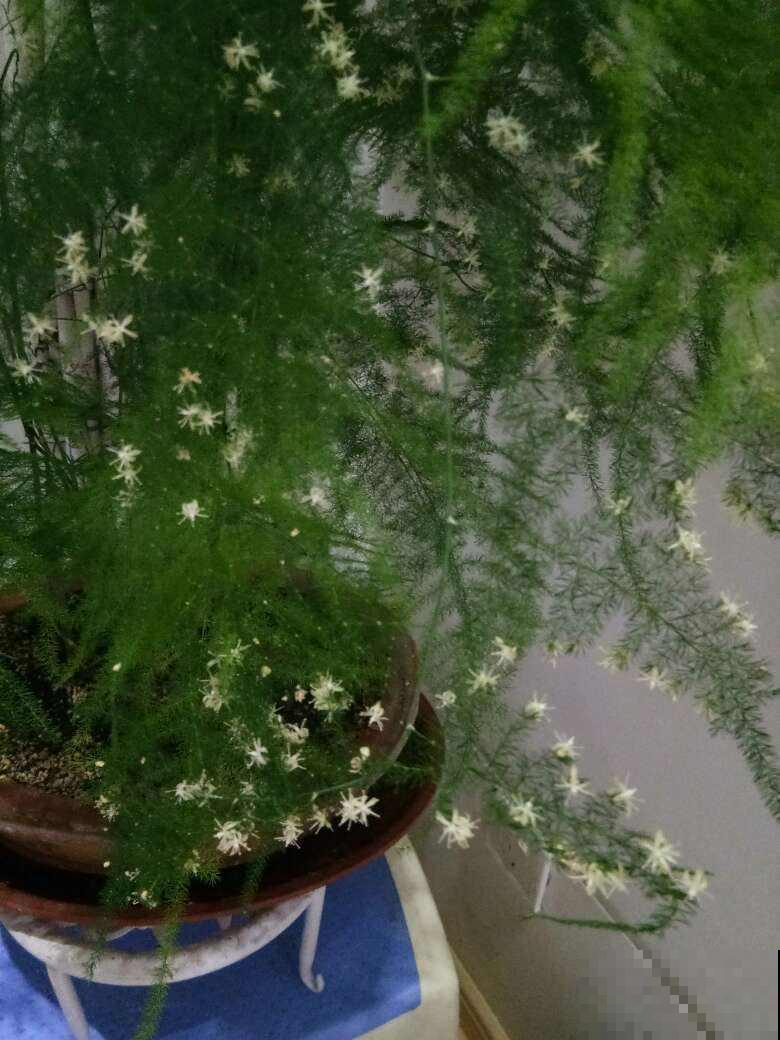 养文竹就得狠心剪一刀,学会“3剪1控”,一个月长成茂密小森林 养文竹就得狠心剪一刀,学会“3剪1控”,一个月长成茂密小森林