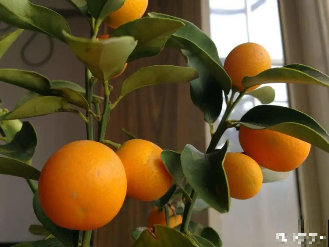 10种旺运花，一个月内要涨价，现在赶紧买