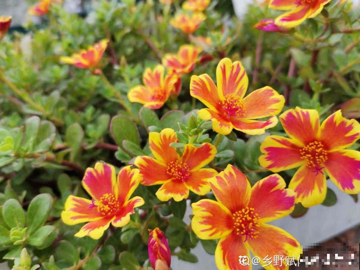 2个“花城”，去了就不想走，老花友：去一趟太值了