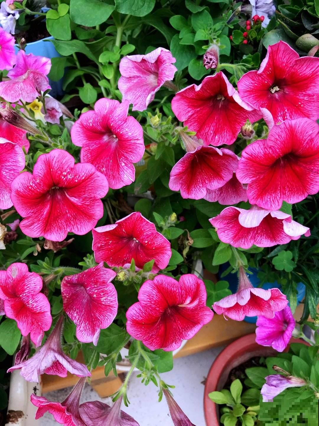 8种花，插土里就能活，简直是懒人“福音”