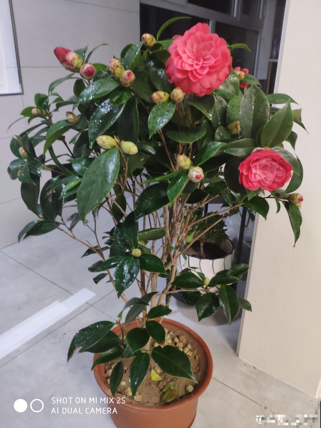 1种花特耐寒,冰天雪地也开花,颜色热闹火红 1种花特耐寒,冰天雪地也开花,颜色热闹火红