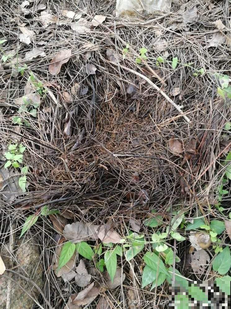 4种“垃圾”别丢掉,用来养花效果太好,还能省下一大笔钱 4种“垃圾”别丢掉,用来养花效果太好,还能省下一大笔钱