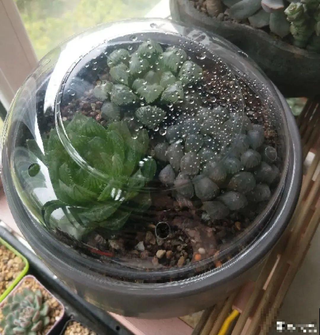 10种“怕晒花”，越晒死越快，半阴地儿反倒长得旺