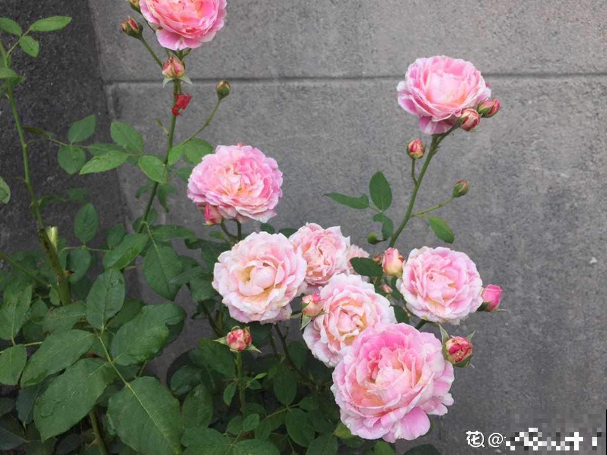 老小区都想装新电梯，我却迟迟不同意，太影响养花