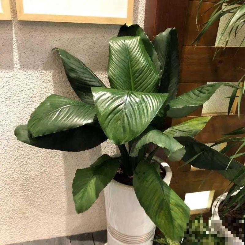 屋里养5种花，净化空气效果好，还特湿润