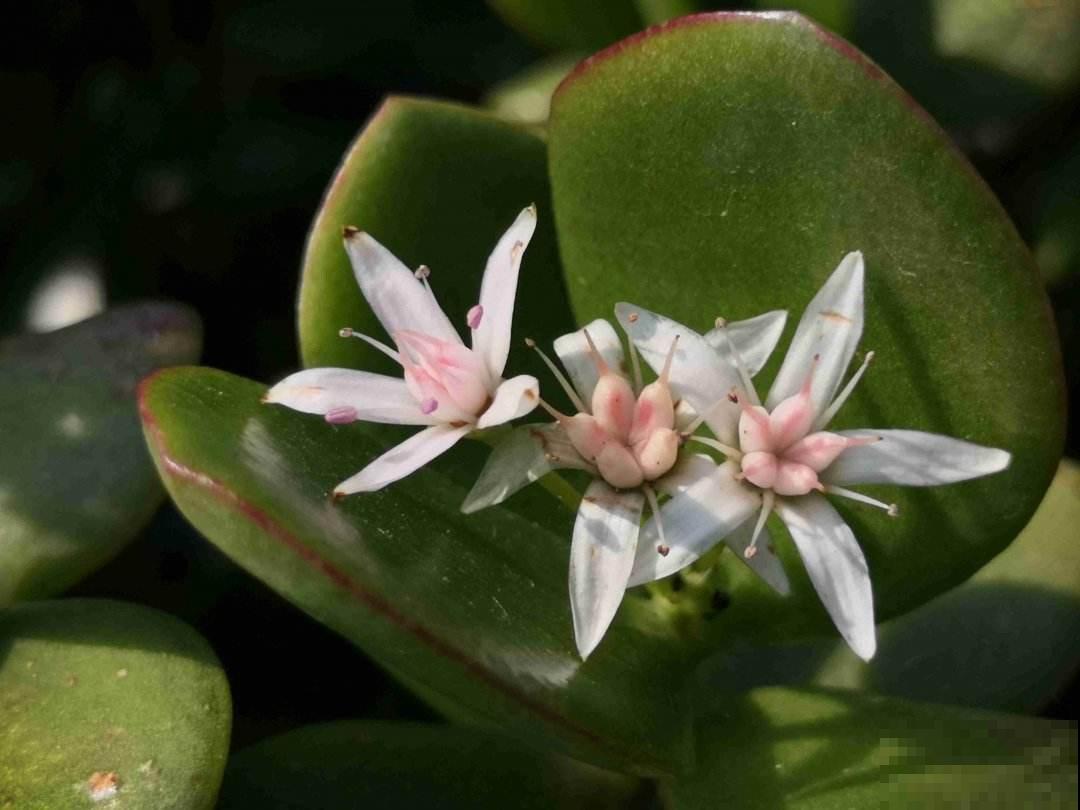 玉树养了5年，总是不开花，记住3个小窍门，开出满树“吉利花”