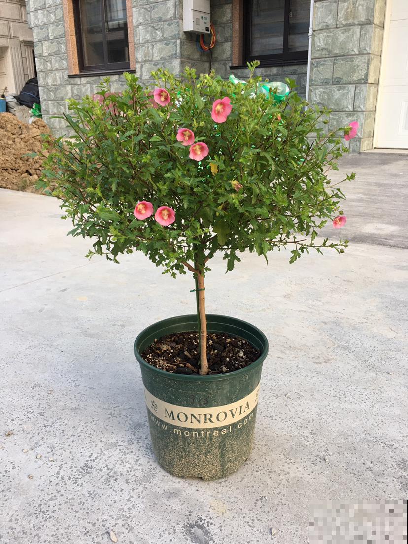 常见的“便宜花”，几块钱买回家，还能养成“棒棒糖”