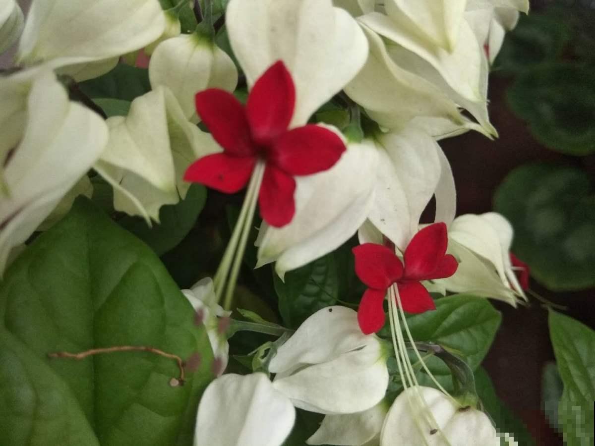 名字里带“龙”的6种花，养在家里镇宅又吉祥，安全感满满