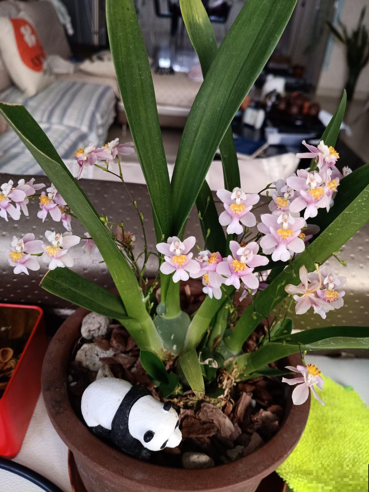 冬天阳光也猛，有6种花可别随便晒，晒死很容易