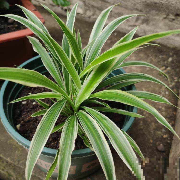 4种花是“天然净化器”,秋冬季节养一盆,净化空气效果好 4种花是“天然净化器”,秋冬季节养一盆,净化空气效果好